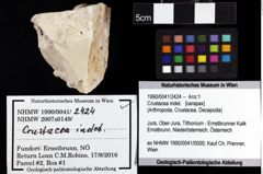 Foto (Objket + Etiketten) von Crustacea indet. 